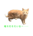 一言ネコ#0（個別スタンプ：5）