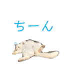 一言ネコ#0（個別スタンプ：11）