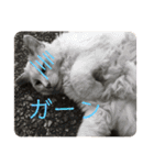 一言ネコ#0（個別スタンプ：17）