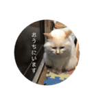 一言ネコ#0（個別スタンプ：20）