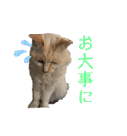 一言ネコ#0（個別スタンプ：22）