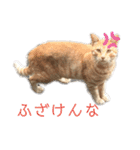 一言ネコ#0（個別スタンプ：24）