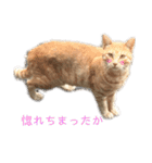 一言ネコ#0（個別スタンプ：28）