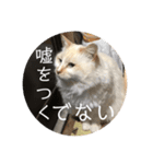 一言ネコ#0（個別スタンプ：31）