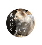 一言ネコ#0（個別スタンプ：32）