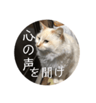 一言ネコ#0（個別スタンプ：33）