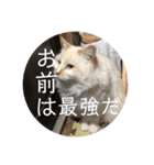 一言ネコ#0（個別スタンプ：34）