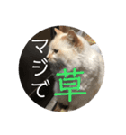 一言ネコ#0（個別スタンプ：35）