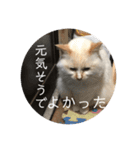 一言ネコ#0（個別スタンプ：38）