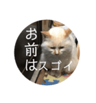 一言ネコ#0（個別スタンプ：39）