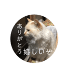 一言ネコ#0（個別スタンプ：40）