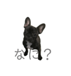 可愛いフレンチブルドックスタンプ（個別スタンプ：3）