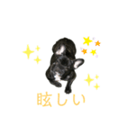 可愛いフレンチブルドックスタンプ（個別スタンプ：4）