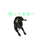 可愛いフレンチブルドックスタンプ（個別スタンプ：9）