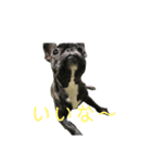 可愛いフレンチブルドックスタンプ（個別スタンプ：13）
