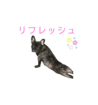 可愛いフレンチブルドックスタンプ（個別スタンプ：15）