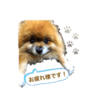 ポメラニアンのポミ（個別スタンプ：1）