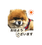 ポメラニアンのポミ（個別スタンプ：3）