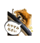 ポメラニアンのポミ（個別スタンプ：5）