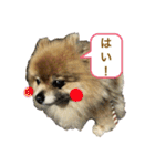 ポメラニアンのポミ（個別スタンプ：7）