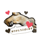 ポメラニアンのポミ（個別スタンプ：8）