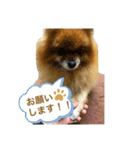 ポメラニアンのポミ（個別スタンプ：13）
