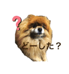 ポメラニアンのポミ（個別スタンプ：18）