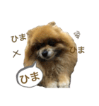 ポメラニアンのポミ（個別スタンプ：21）