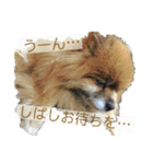 ポメラニアンのポミ（個別スタンプ：23）