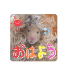 うみまるスタンプ（個別スタンプ：1）