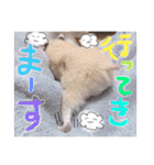 うみまるスタンプ（個別スタンプ：4）