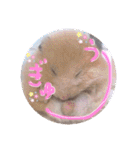 うみまるスタンプ（個別スタンプ：13）