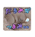 うみまるスタンプ（個別スタンプ：16）