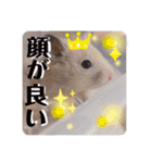 うみまるスタンプ（個別スタンプ：25）