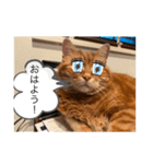 せごちんのスタンプ（個別スタンプ：1）
