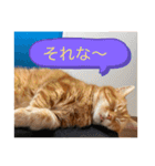 せごちんのスタンプ（個別スタンプ：5）