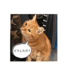 せごちんのスタンプ（個別スタンプ：6）