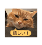せごちんのスタンプ（個別スタンプ：8）