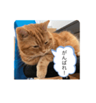 せごちんのスタンプ（個別スタンプ：10）