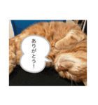 せごちんのスタンプ（個別スタンプ：11）