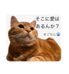 せごちんのスタンプ（個別スタンプ：13）