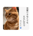 せごちんのスタンプ（個別スタンプ：14）