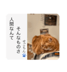 せごちんのスタンプ（個別スタンプ：15）