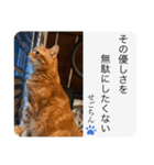 せごちんのスタンプ（個別スタンプ：16）
