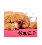 可愛いさくちゃんスタンプ（個別スタンプ：15）