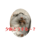 こよりさんスタンプ（個別スタンプ：6）