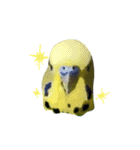 ぴよふぁむ（個別スタンプ：10）