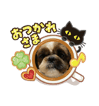 シーズーのまるちゃん4（個別スタンプ：12）