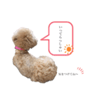 ビションプーのめる（個別スタンプ：10）