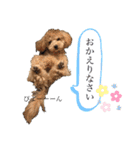 ビションプーのめる（個別スタンプ：11）